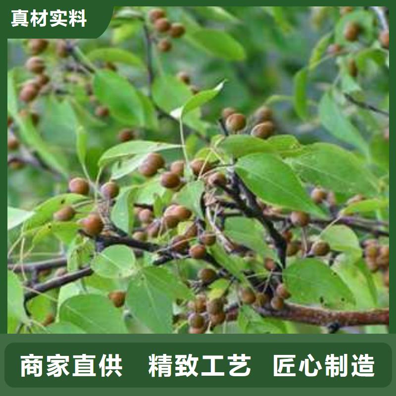 杜梨海棠苗货源充足