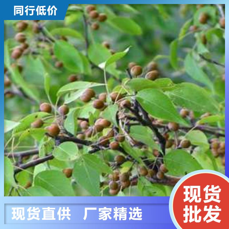 杜梨_海棠苗厂家直销直供