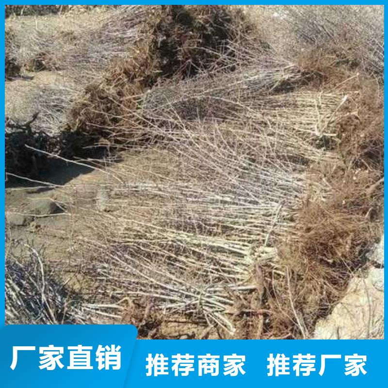 杜梨海棠苗货源充足