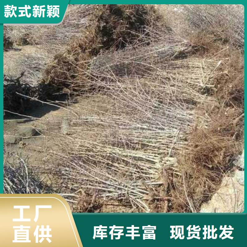 杜梨苗2025品种