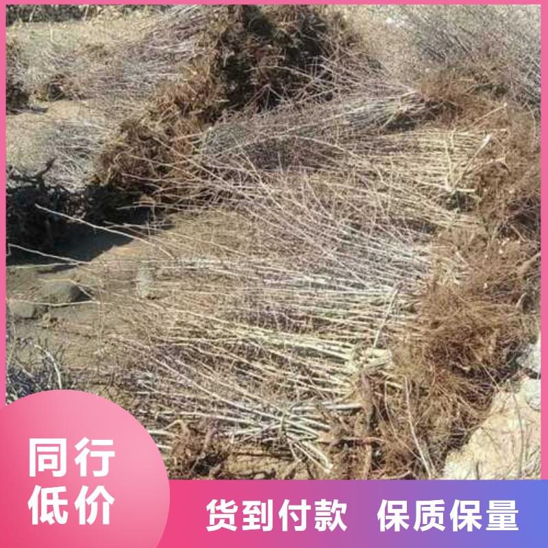 杜梨,【红香酥梨树苗】匠心打造