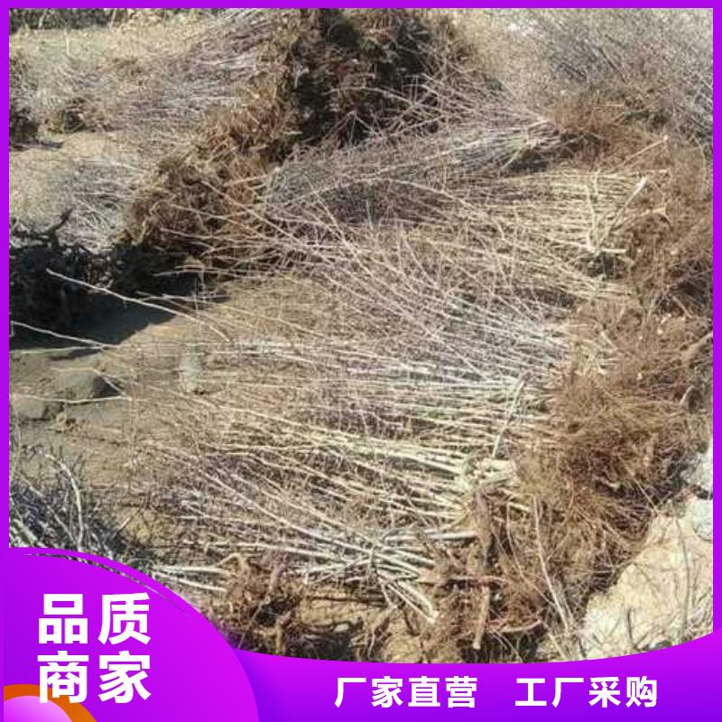 杜梨秋月梨树苗品质优良