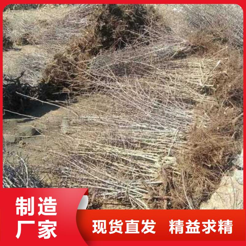 杜梨小苗什么品种好