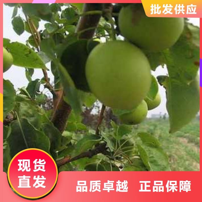 杜梨玉露香梨树苗商家直供