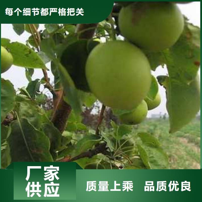 杜梨树苗专业合作社