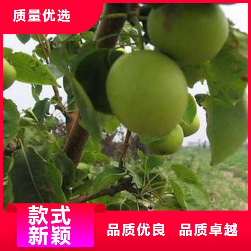 杜梨小苗管理方式
