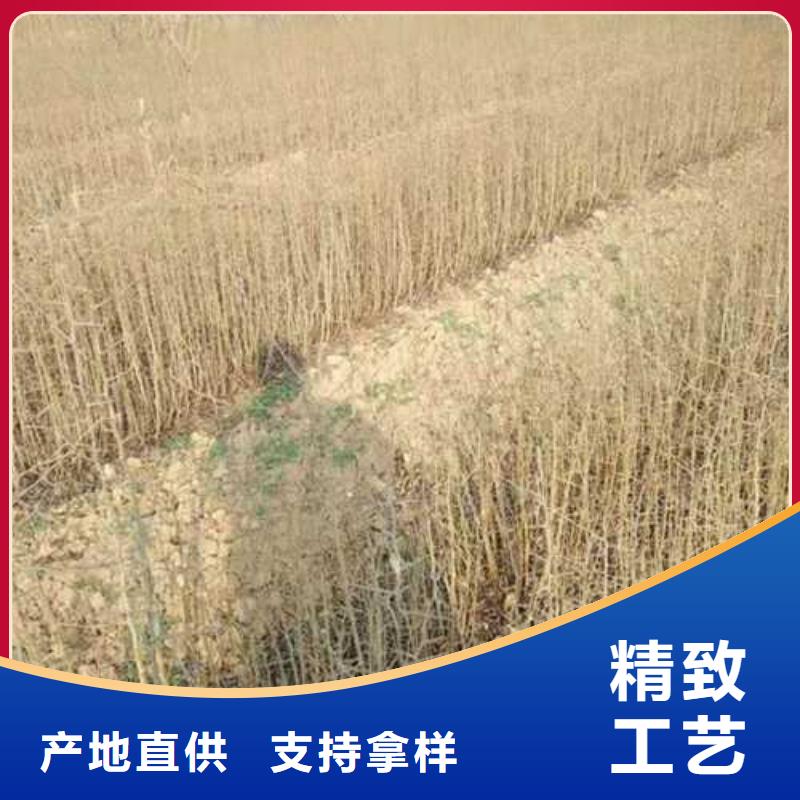 杜梨海棠苗好品质选我们