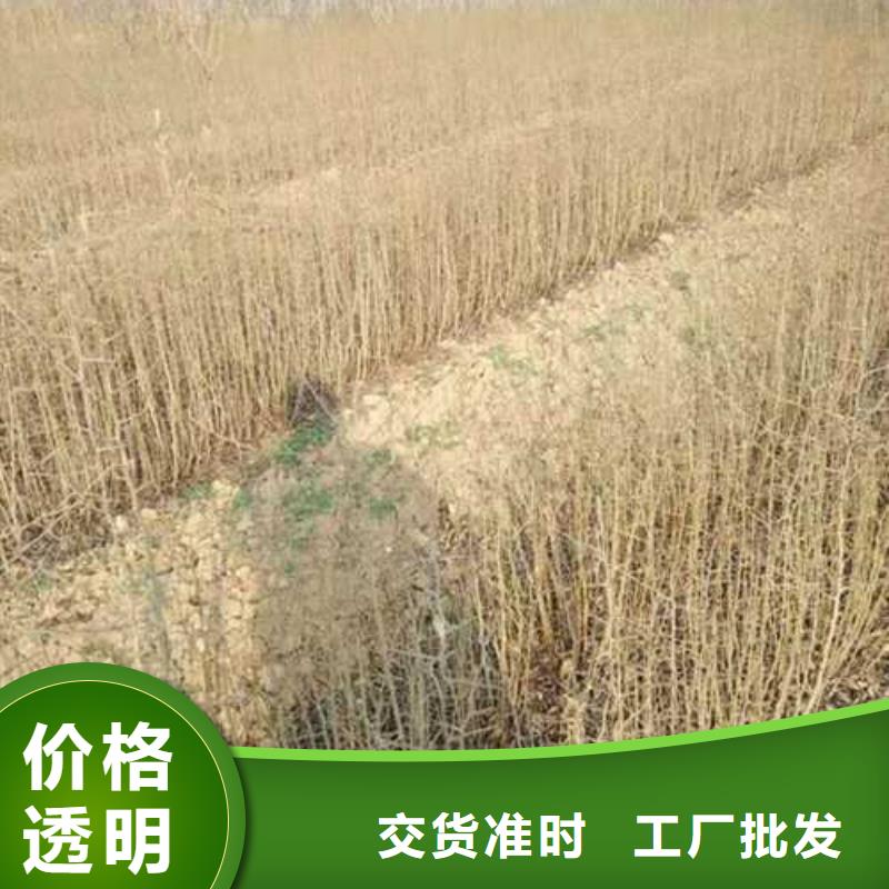 杜梨小苗什么品种好