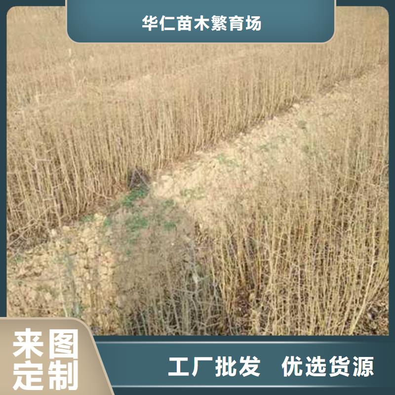 杜梨梨树苗基地贴心服务