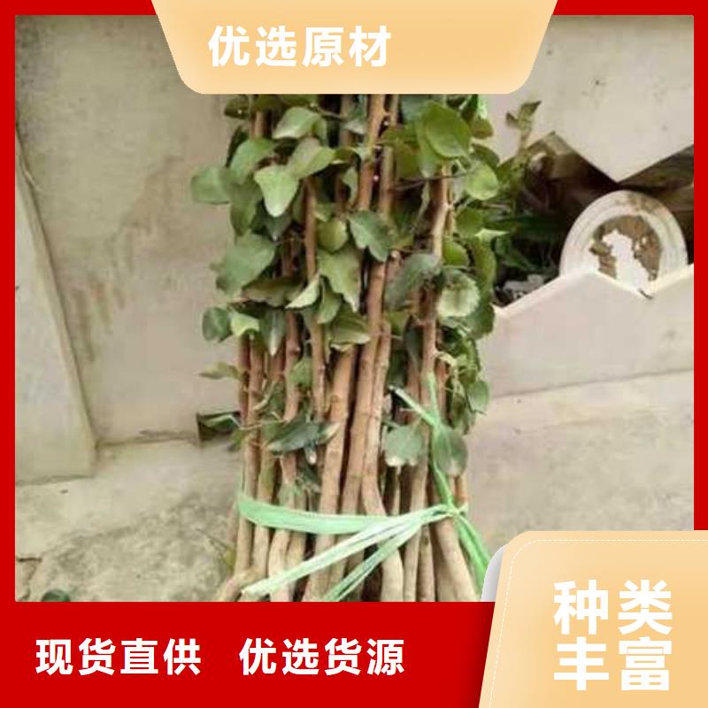 杜梨,香酥梨树苗大库存无缺货危机