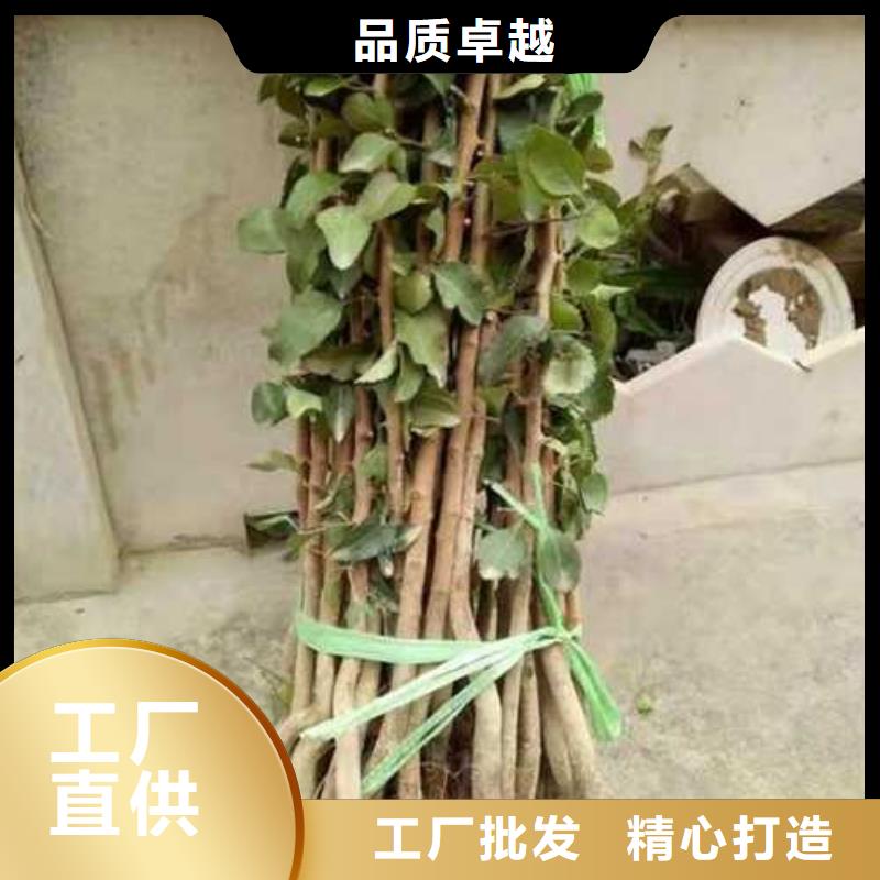 杜梨小苗哪里的品种纯