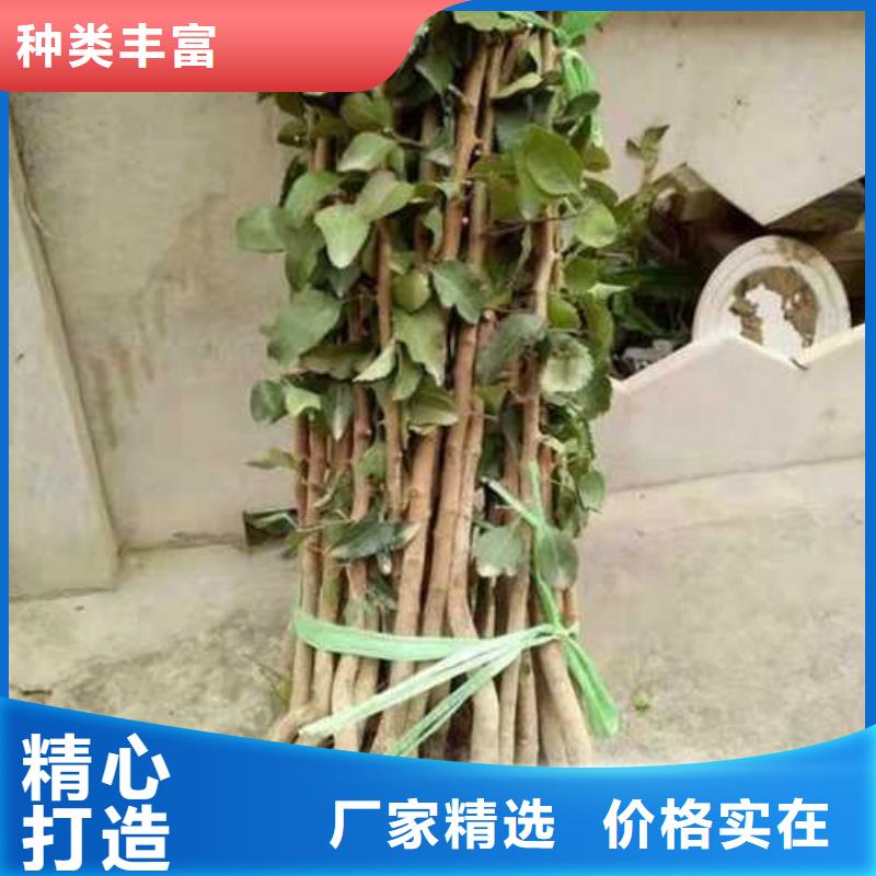 杜梨黄冠梨树苗快速发货