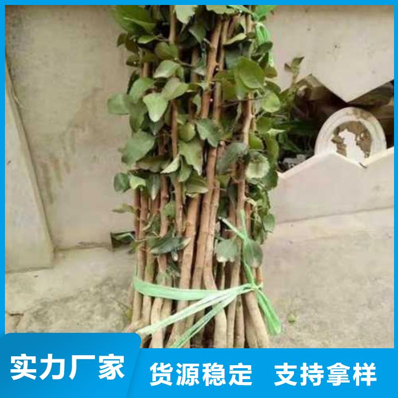 杜梨树苗品种
