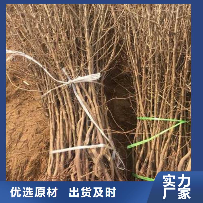 杜梨-秋月梨树苗一站式采购商家