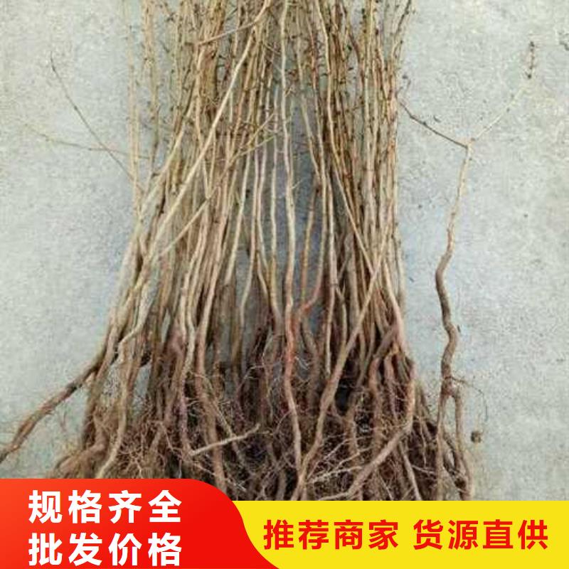 杜梨树苗新品种