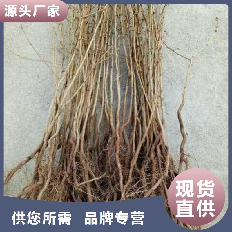 杜梨_山桃苗品质可靠