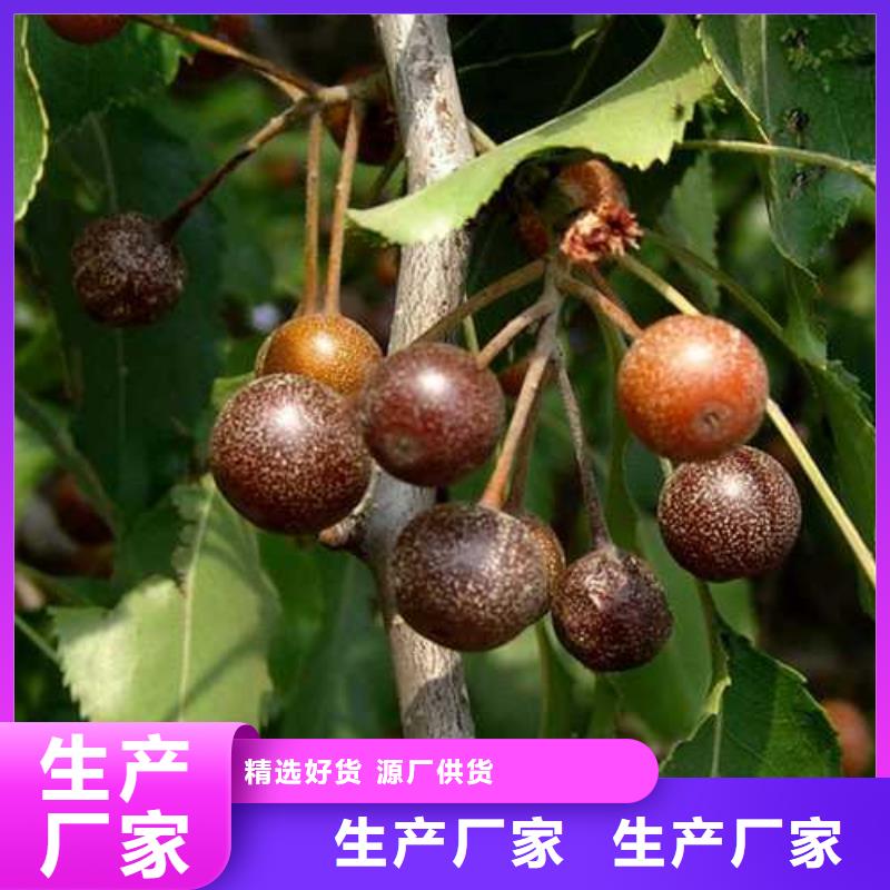 杜梨新梨7号梨树苗现货快速采购