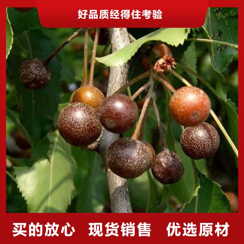 杜梨新梨7号梨树苗现货快速采购