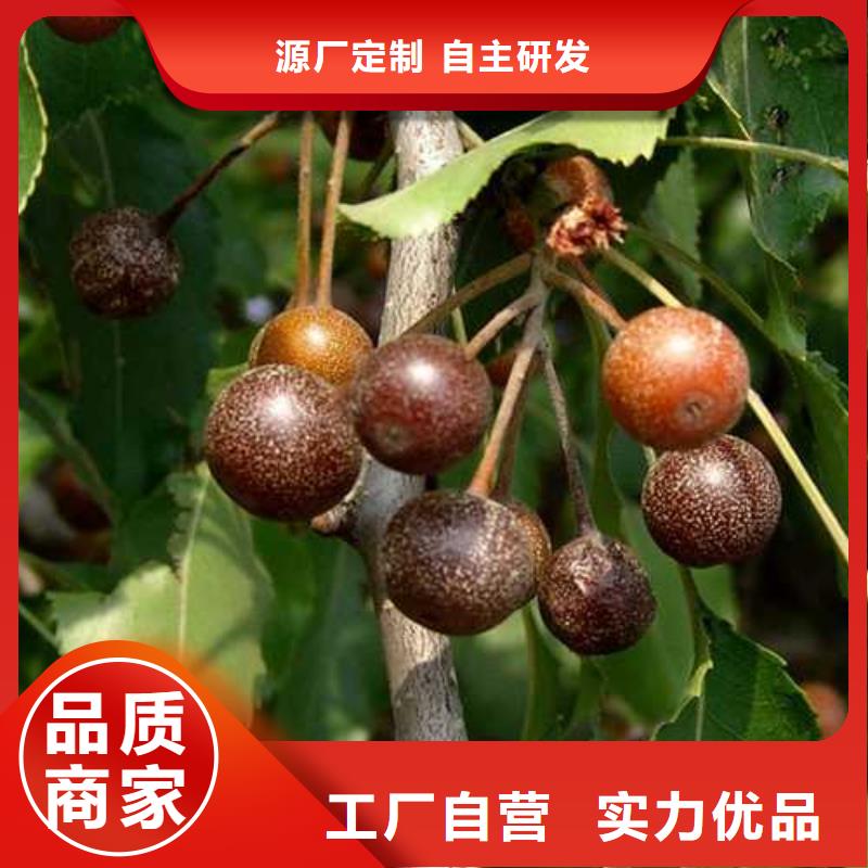 杜梨秋月梨树苗品质优良