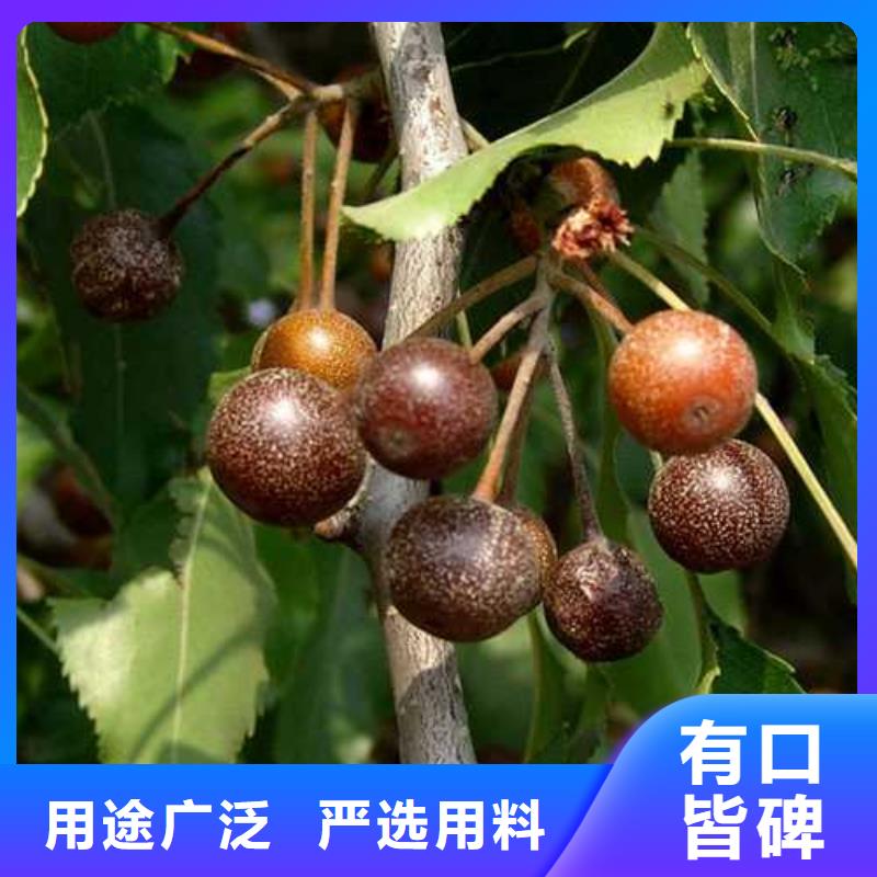 杜梨【奥红一号梨苗】敢与同行比服务