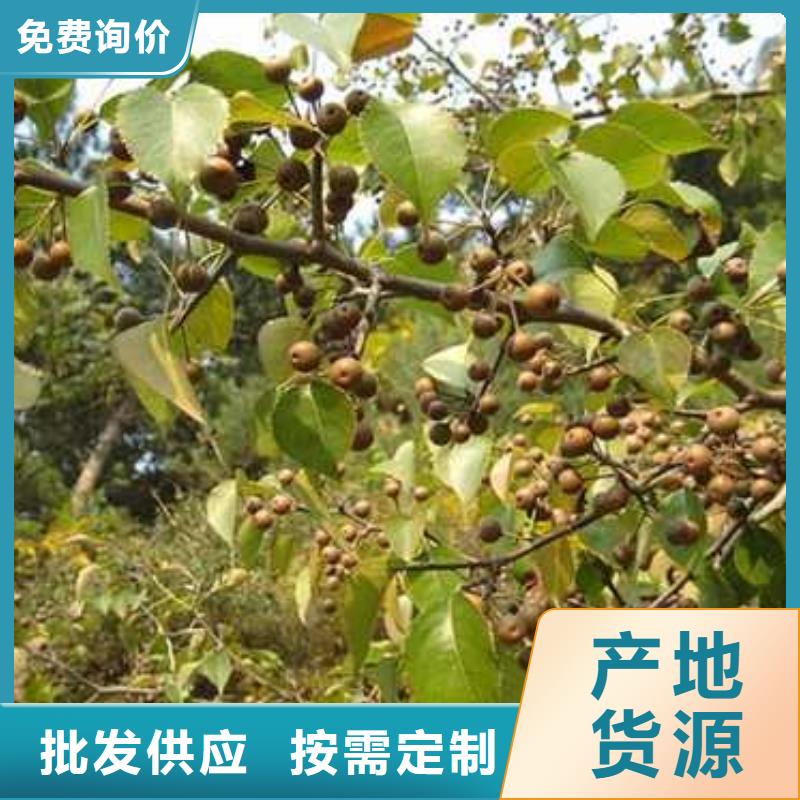 杜梨树苗专业合作社