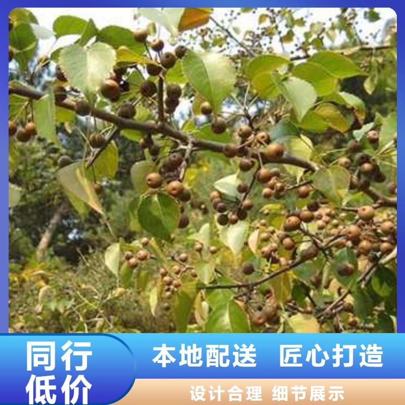 杜梨奥红全红梨树苗安装简单