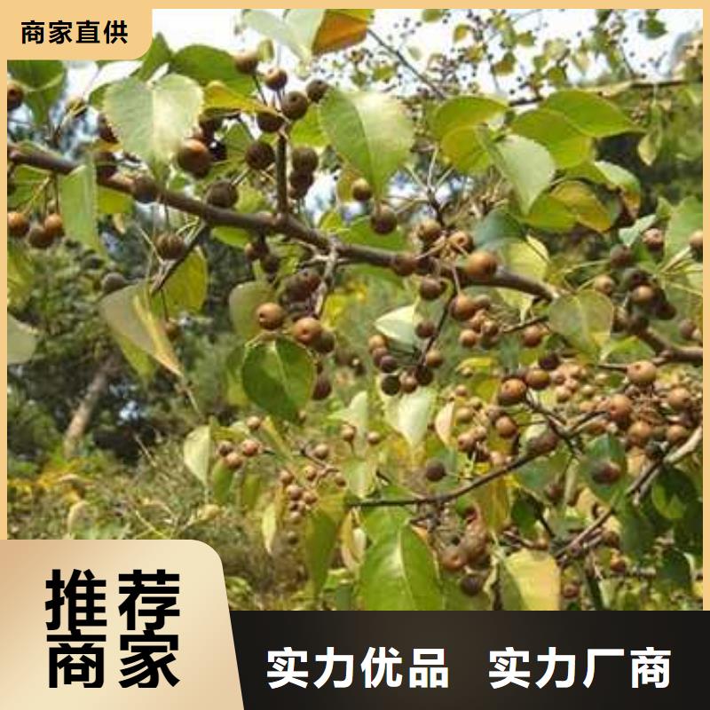 杜梨新梨7号梨树苗现货快速采购