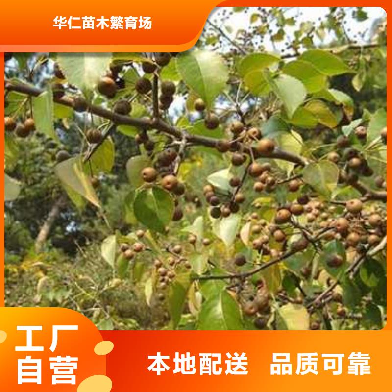 杜梨,【红香酥梨树苗】匠心打造