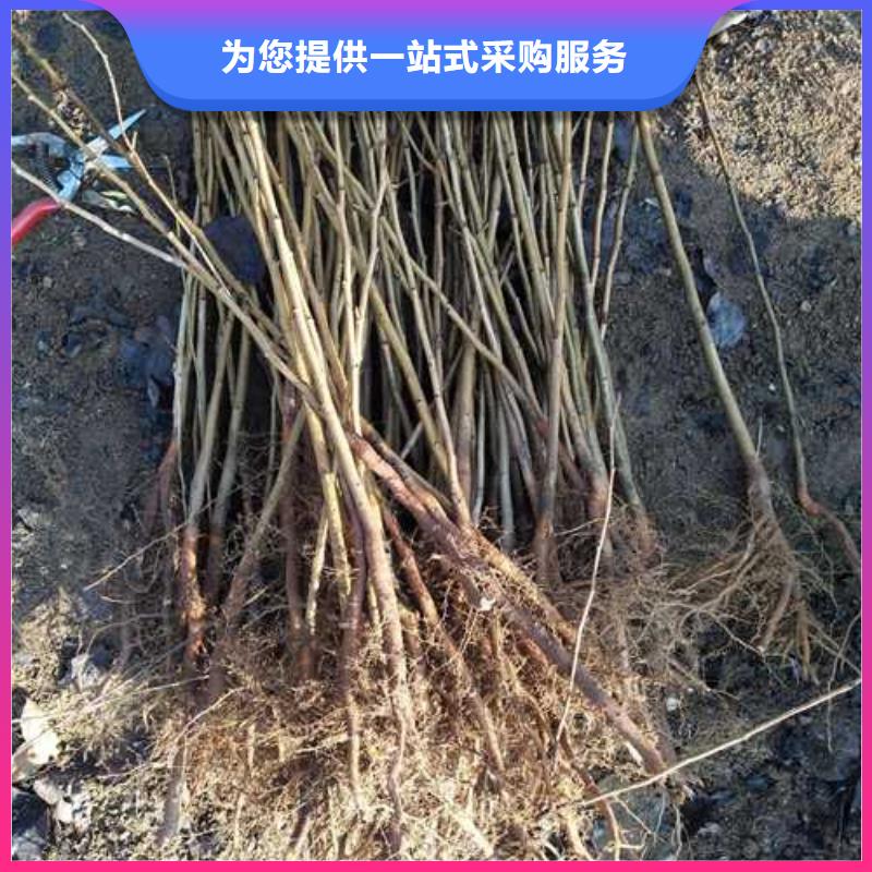 杜梨【奥红一号梨苗】敢与同行比服务
