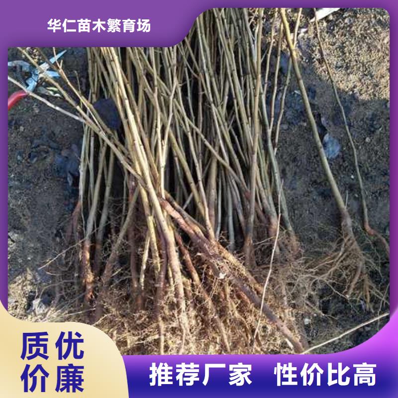 杜梨树苗苗木经销处