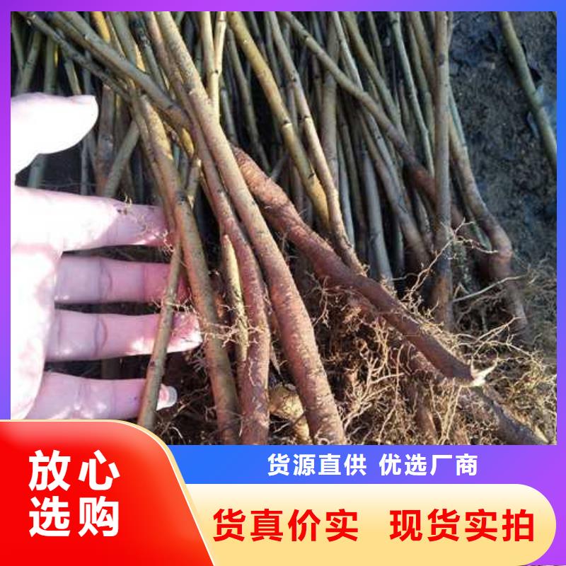 杜梨皇冠梨树苗产地采购