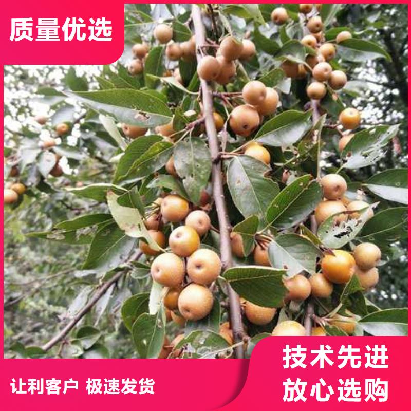 杜梨杜梨苗海量现货直销