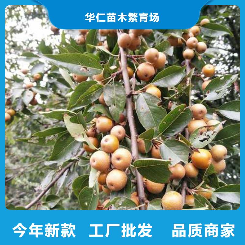 杜梨小苗图片