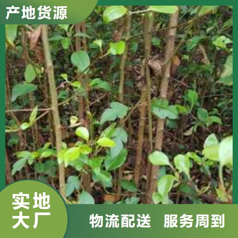 杜梨红香酥梨树苗供货及时