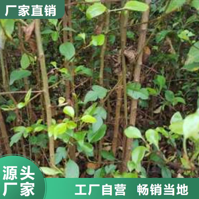 杜梨【瑞蟠101桃树苗】售后服务完善