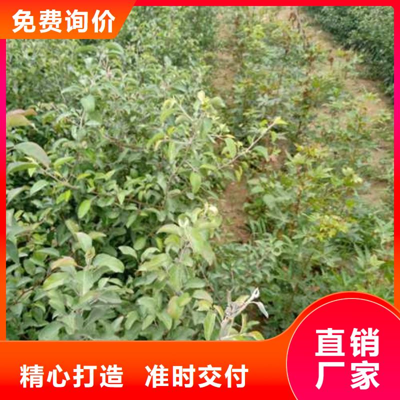 杜梨皇冠梨树苗专业生产团队