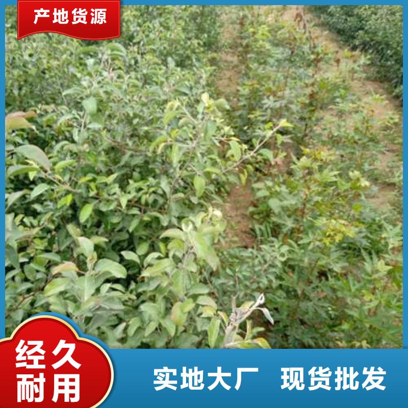 杜梨皇冠梨树苗供应采购