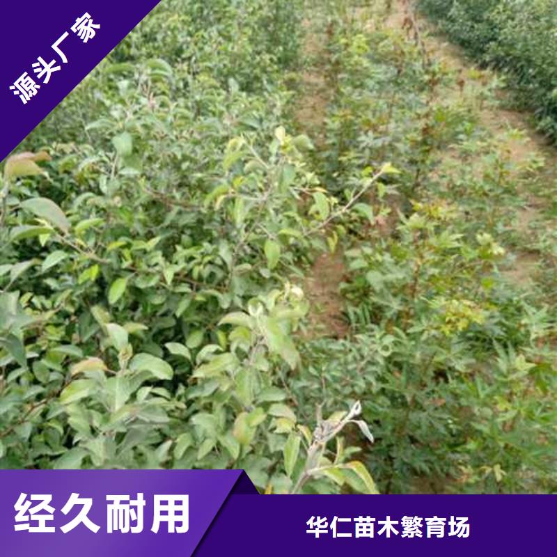 杜梨树苗批发多少钱