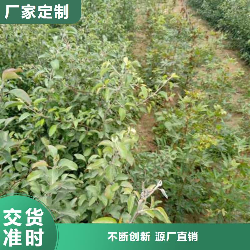杜梨十四号桃树苗工厂价格