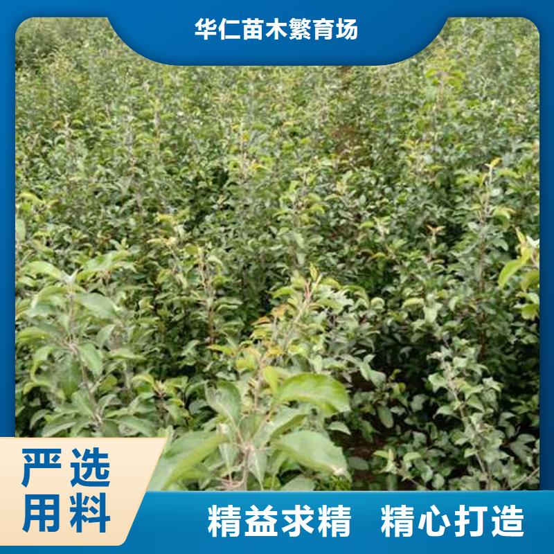 杜梨小苗哪里的品种纯