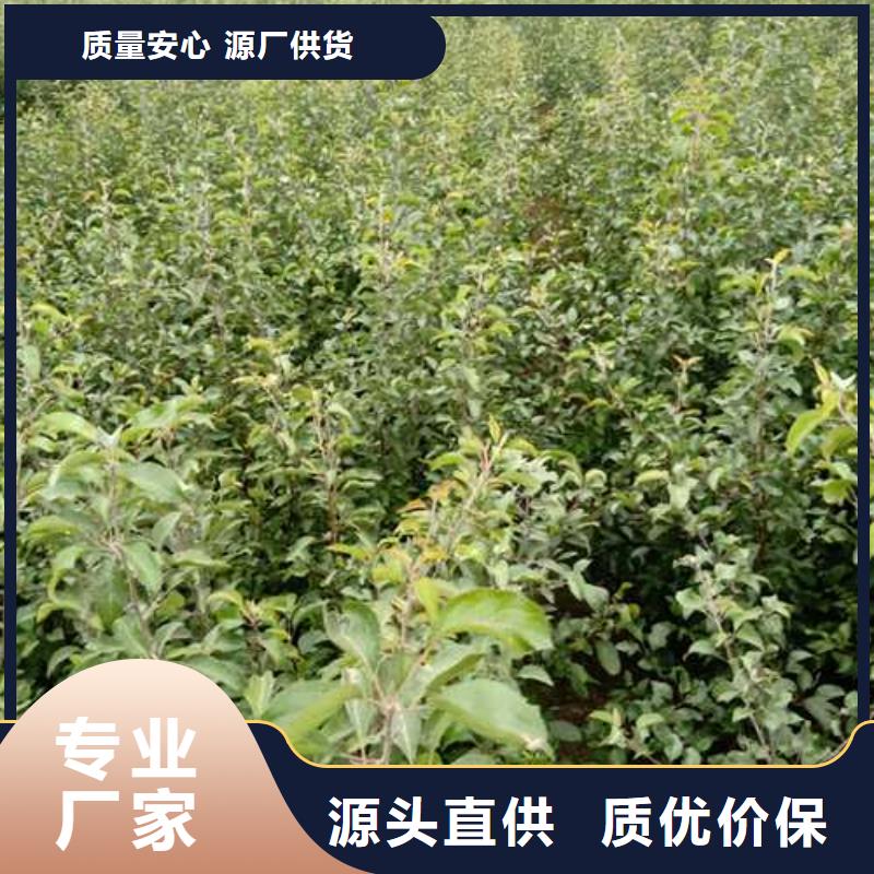 【杜梨海棠苗大库存无缺货危机】