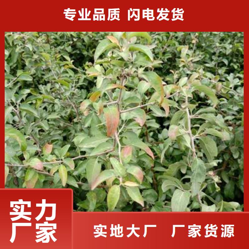 杜梨-秋月梨树苗一站式采购商家