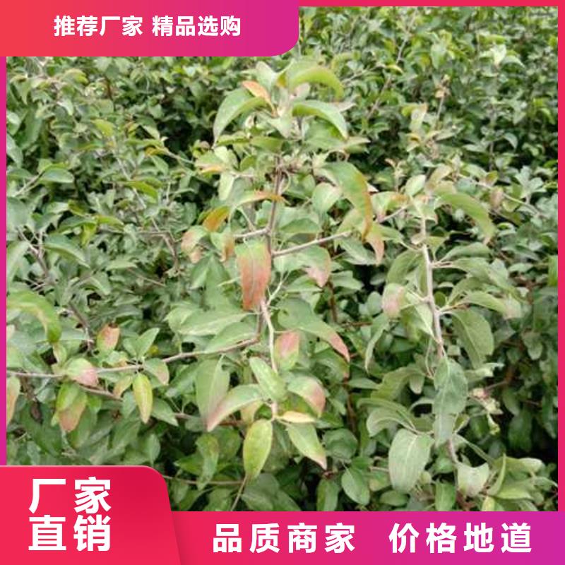 杜梨_山桃苗品质可靠