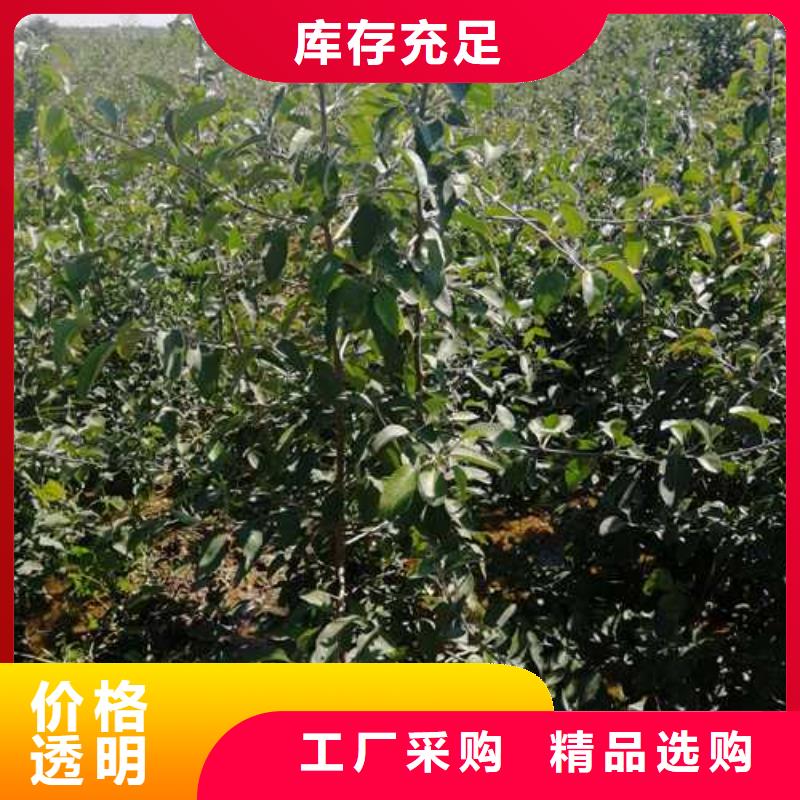 杜梨树苗种植方法及时间