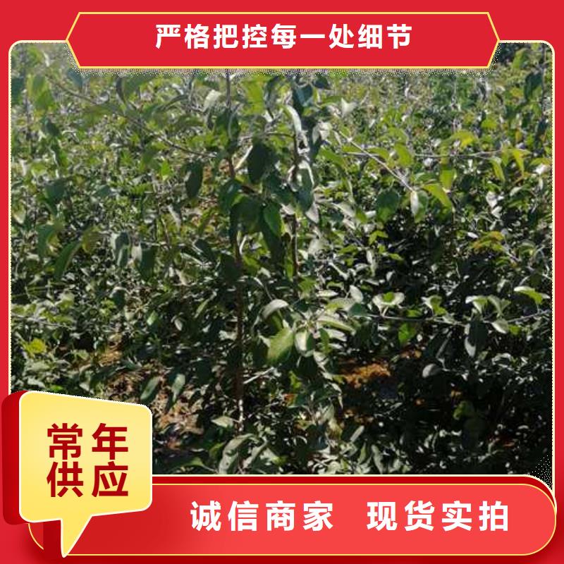 杜梨树苗批发多少钱