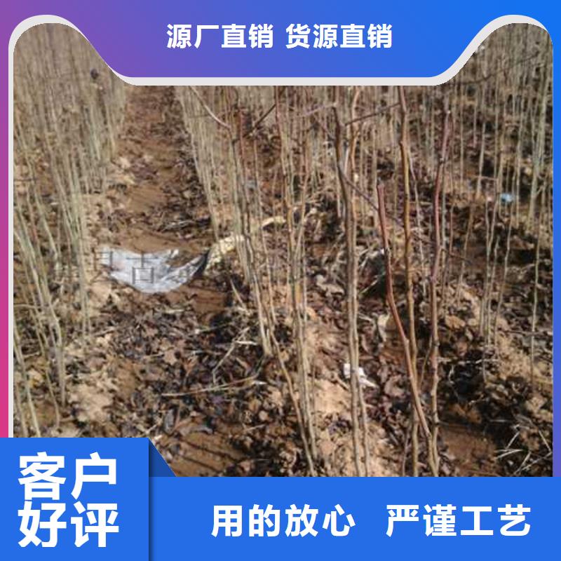 杜梨苗图片