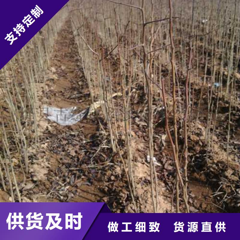 杜梨树苗新品种