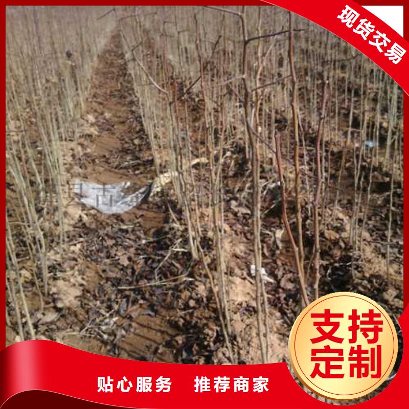 杜梨_山桃苗品质可靠