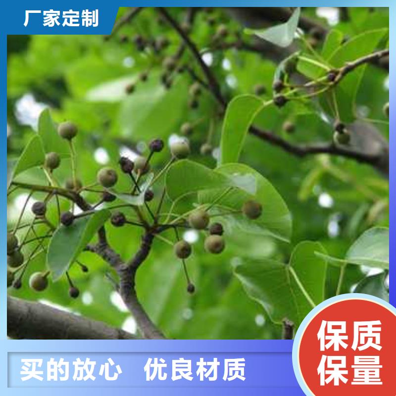 杜梨海棠苗好品质选我们