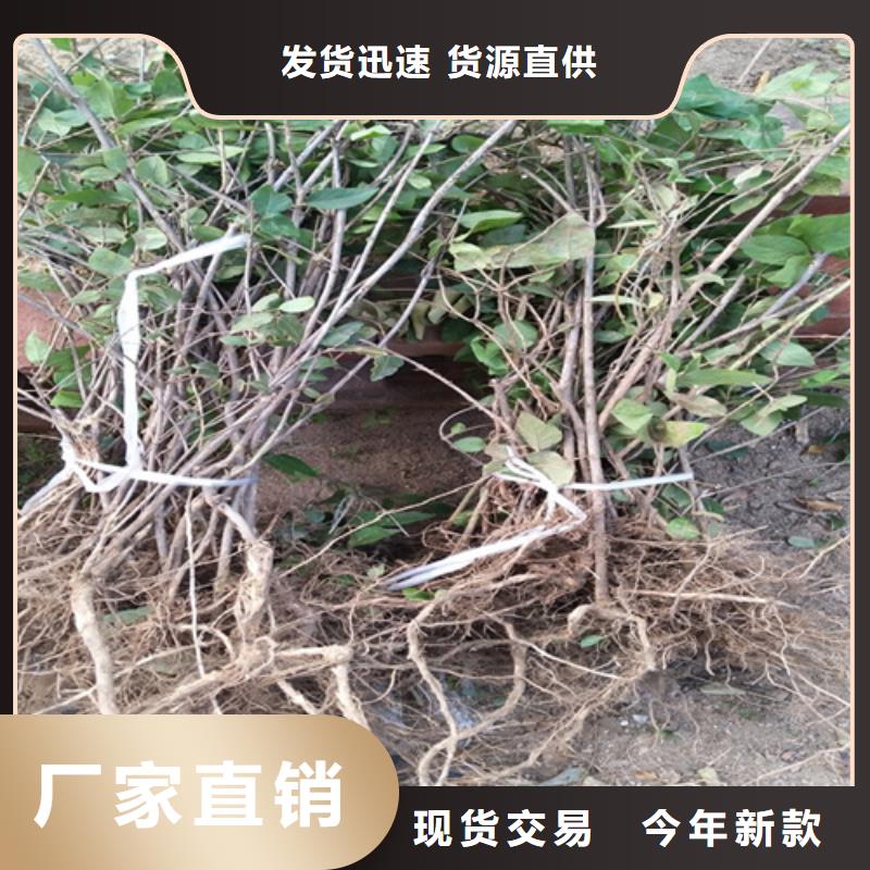爱情果苗采摘园